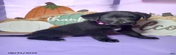 Mixed Breed dogs for sale: Lassie - Ad 1