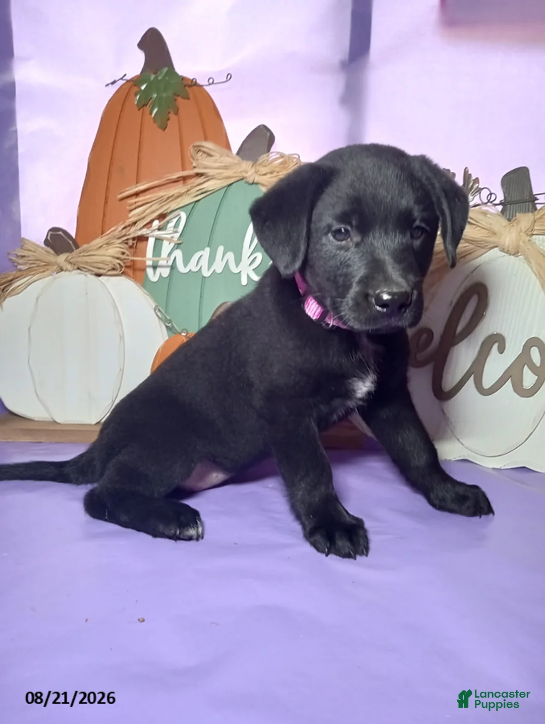 Mixed Breed dogs for sale: Lassie - Ad 1