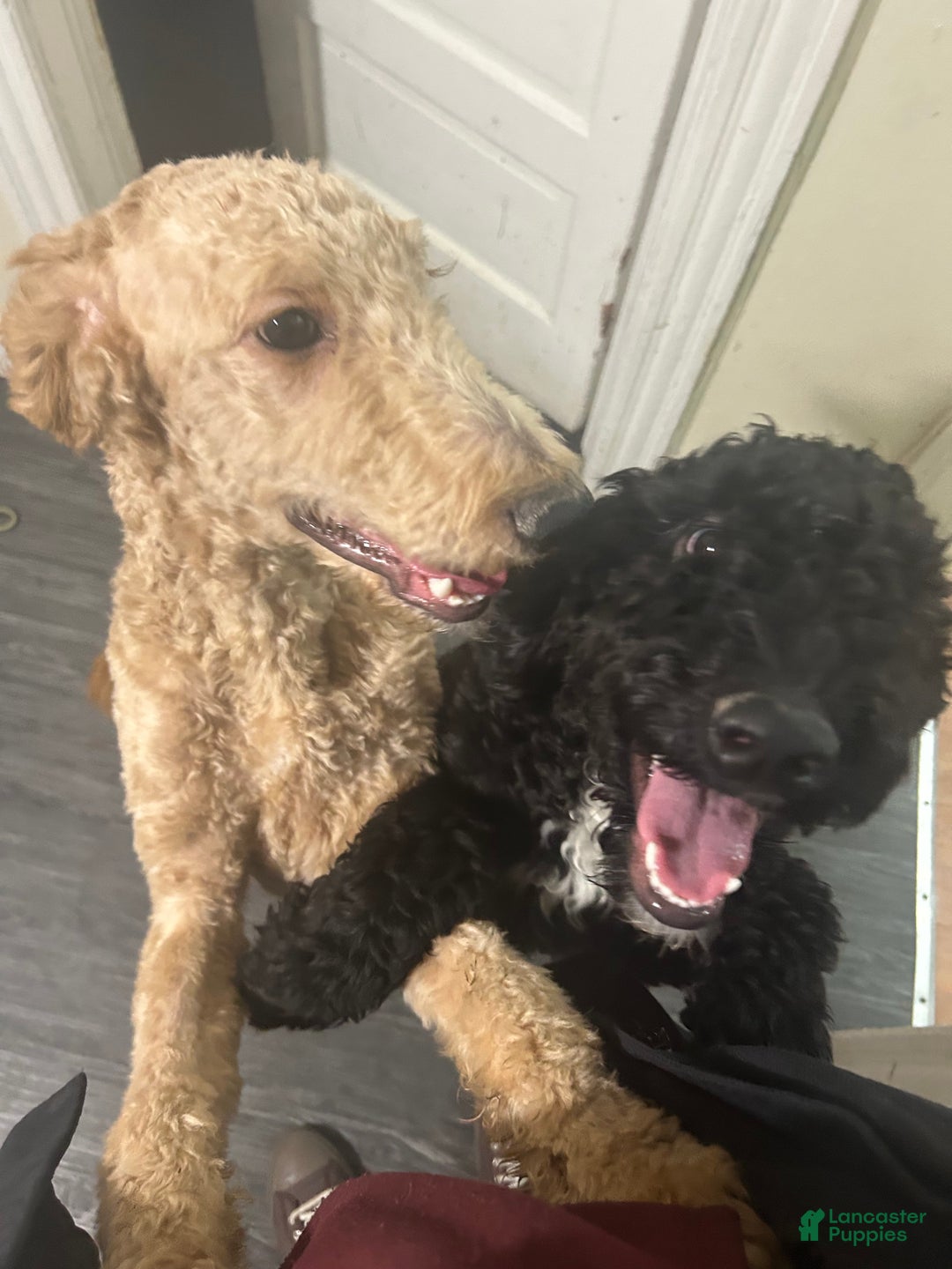 Goldendoodle dogs for sale: Thor - Ad 1