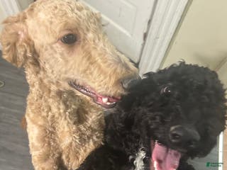 Goldendoodle dogs Thor - Ad 34