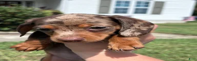 Toby Miniature Dachshund 1