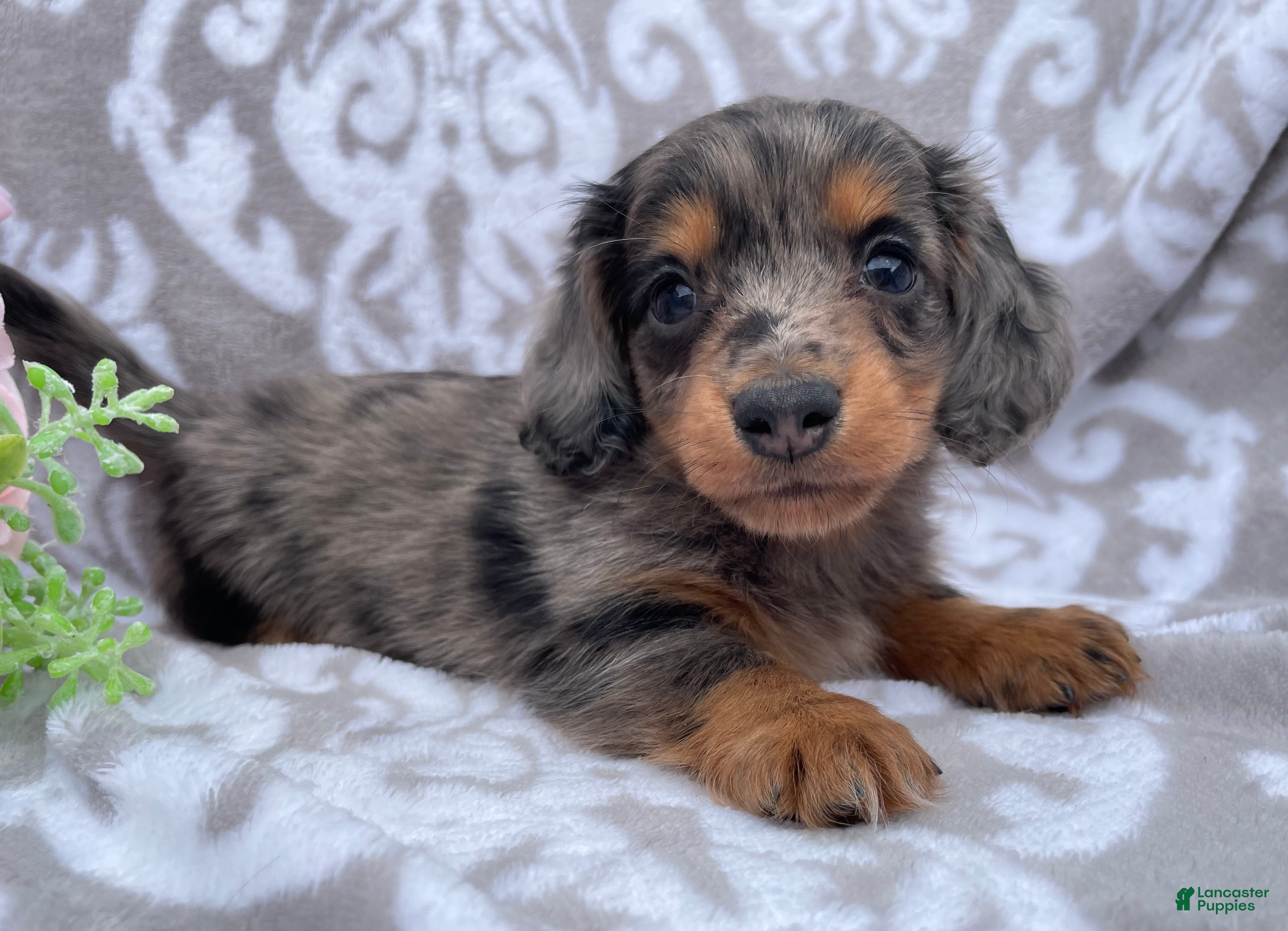 Miniature Dachshund dogs Flash - Ad 1