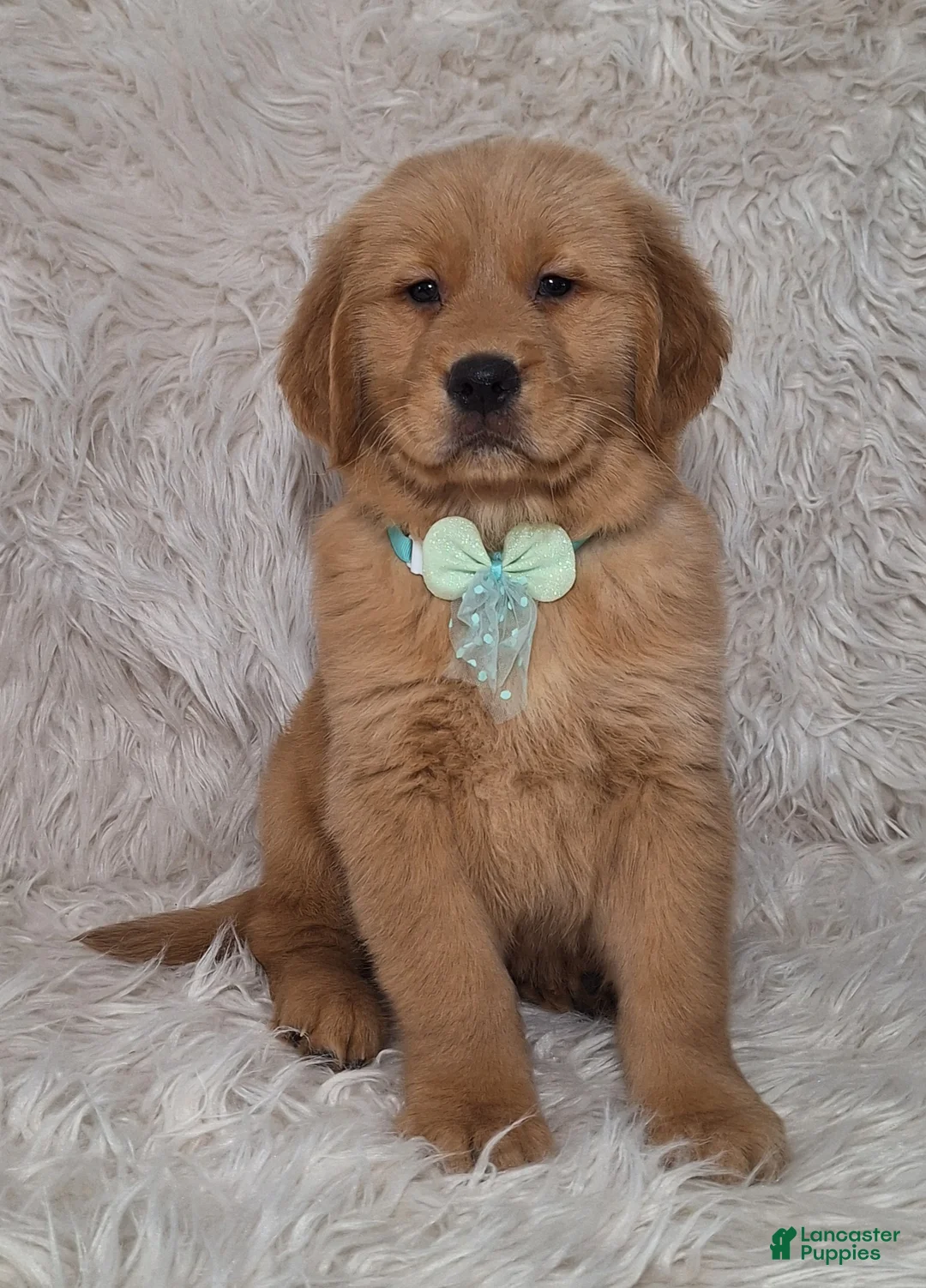 Golden Retriever dogs for sale: Bruno - Ad 3