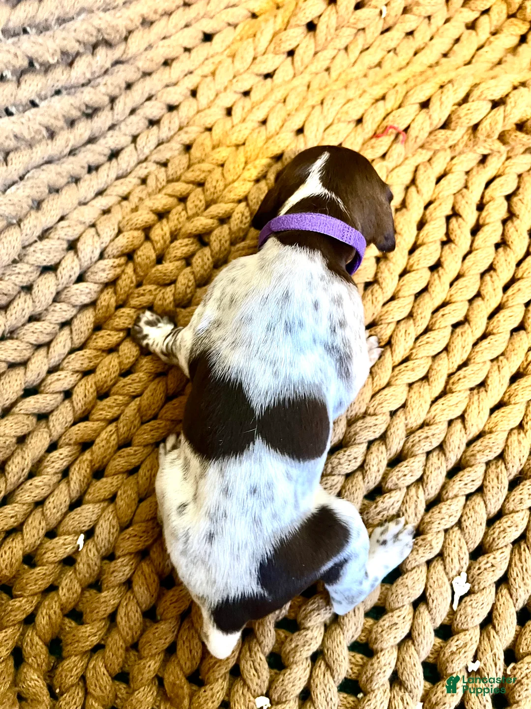 German Shorthaired Pointer dogs for sale: German Shorthaired Pointer Puppy 5 - Ad 2