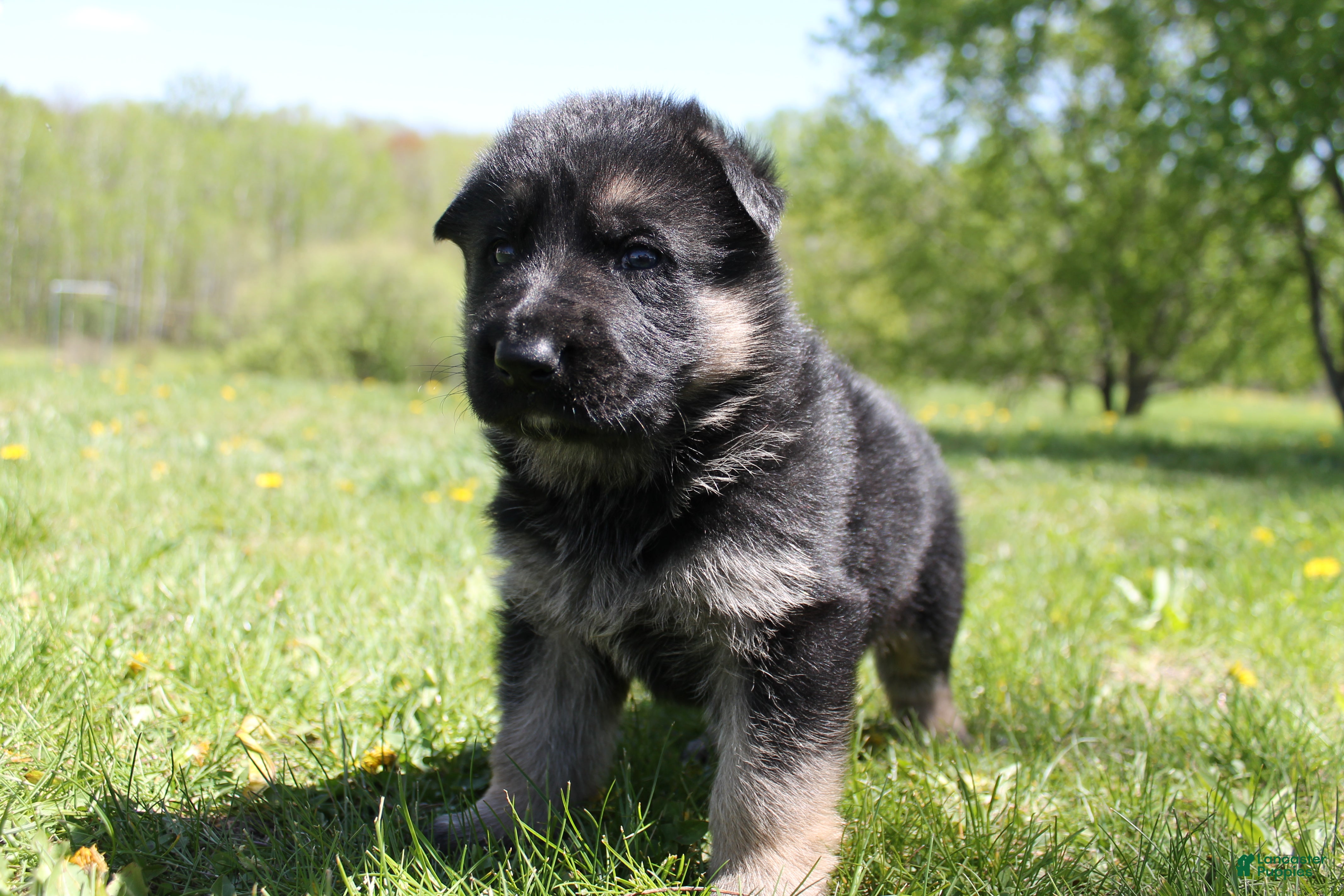 German Shepherd dogs Delta - Ad 41