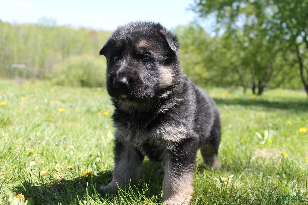 German Shepherd dogs for sale: Delta - Ad 1