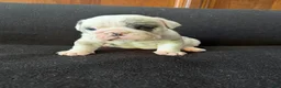 English Bulldog dogs for sale: Pied Merle male - Ad 5
