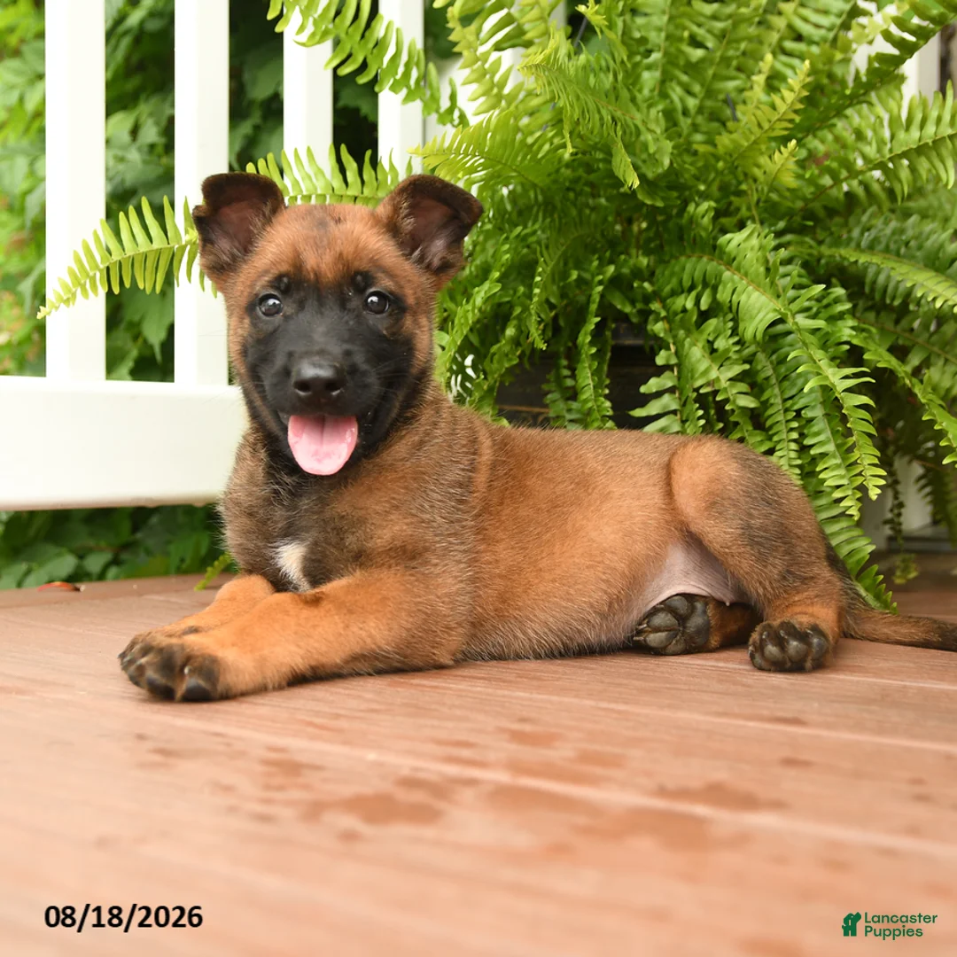 Belgian Malinois dogs for sale: Una  - Ad 3