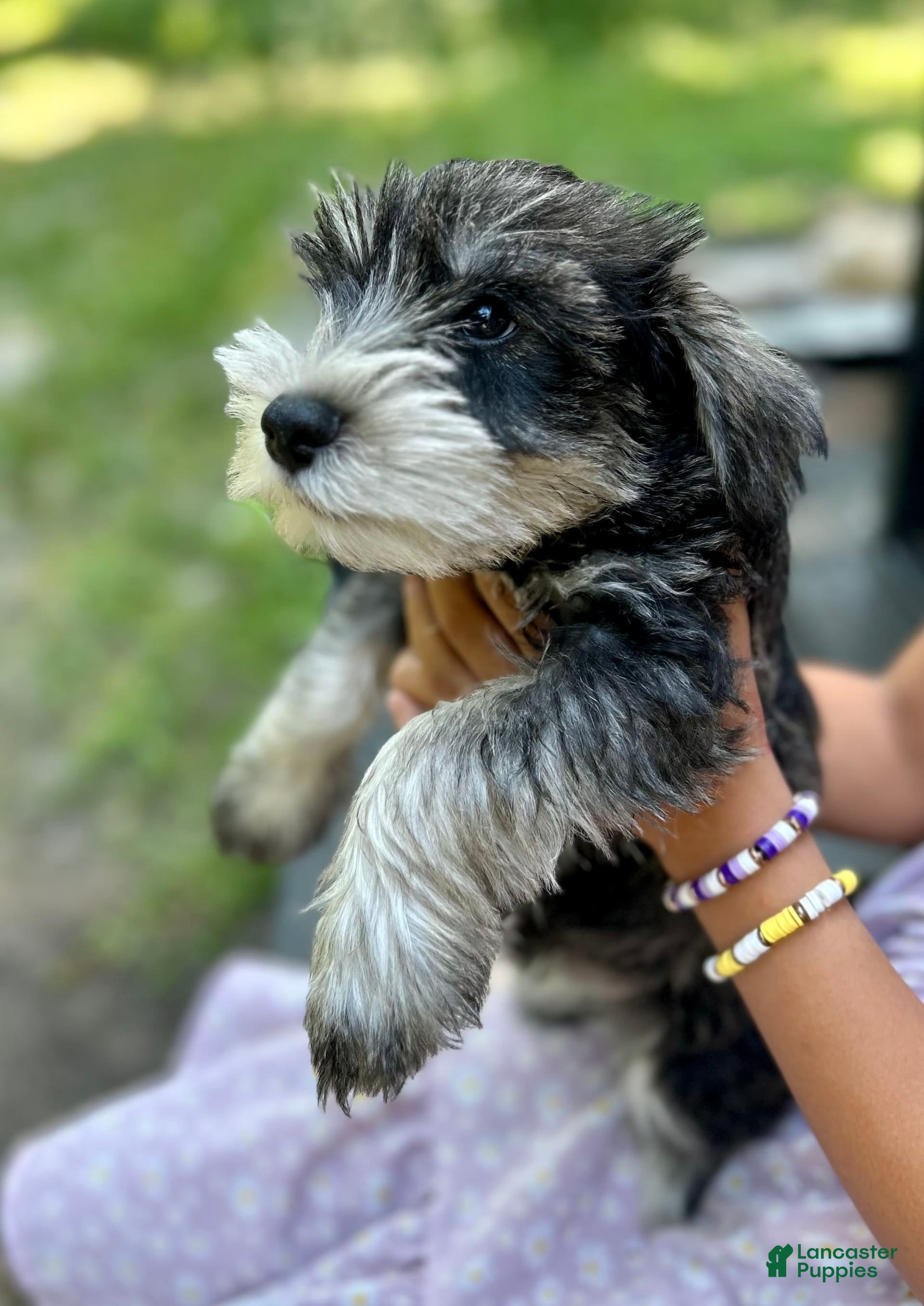 Miniature Schnauzer dogs Bernie - Ad 17
