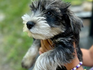 Miniature Schnauzer dogs Bernie - Ad 22