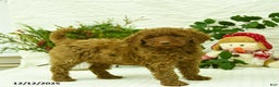 Goldendoodle dogs for sale: Kerrie - Ad 3