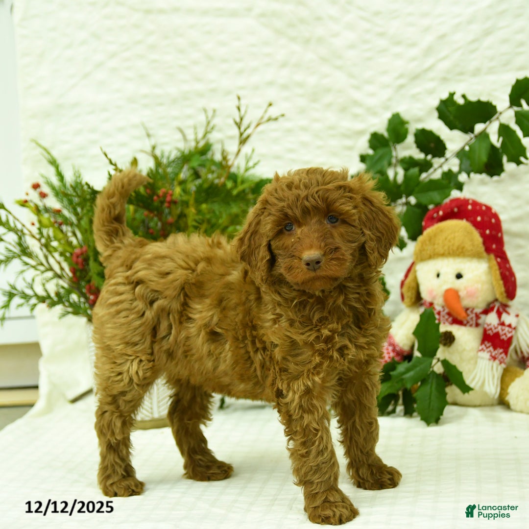 Goldendoodle dogs for sale: Kerrie - Ad 3