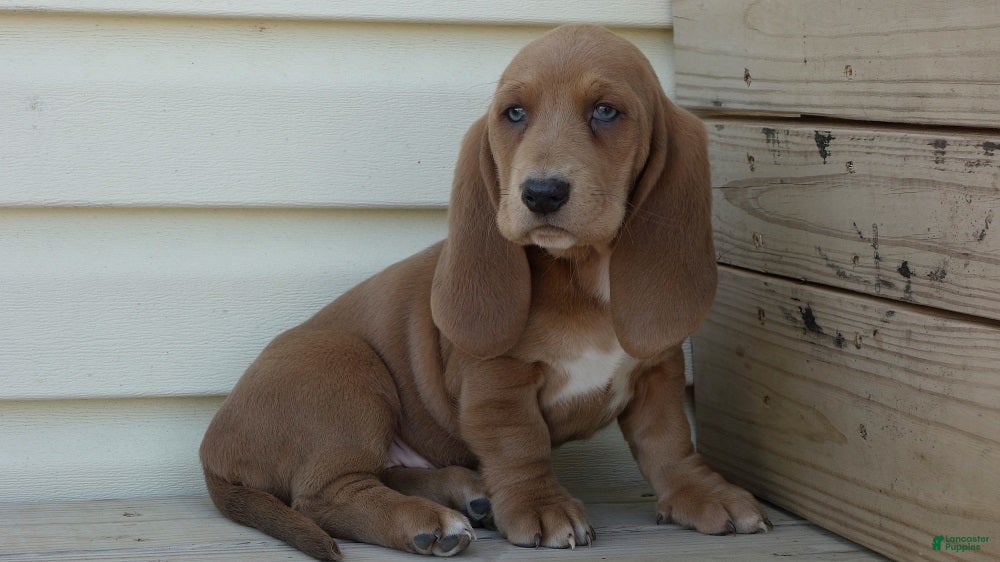 Color Basset Hound Puppies for sale Lancaster Puppies