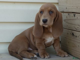 Basset Hound dogs - Ad 14