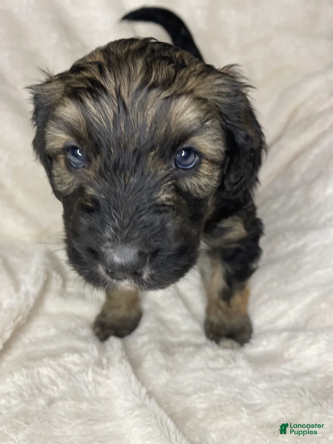 Bernedoodle dogs for sale: Sadie - Ad 1