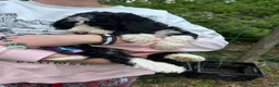 Mixed Breed dogs for sale: Jack - Ad 5