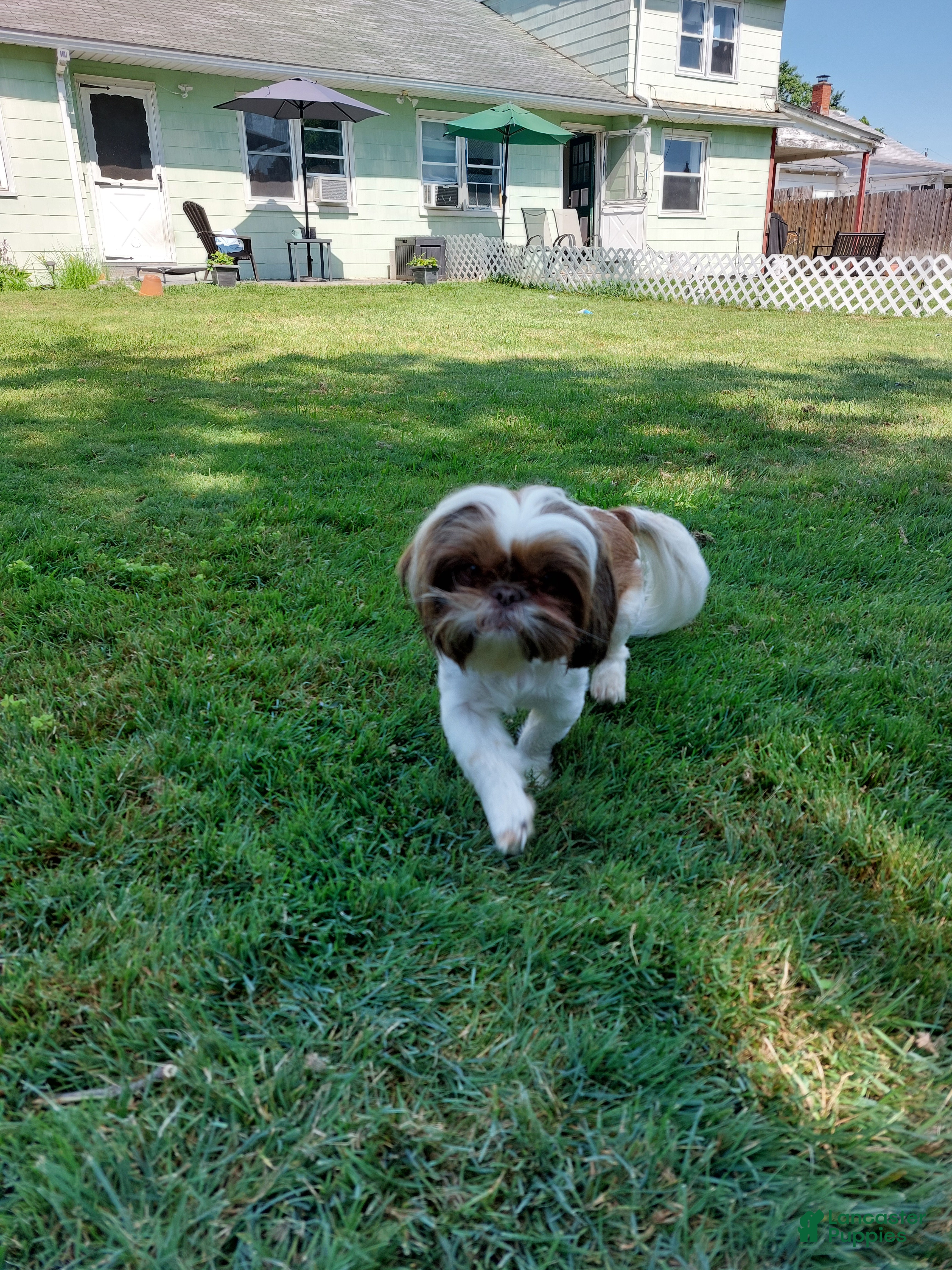 Shih Tzu dogs Charles AKC - Ad 2