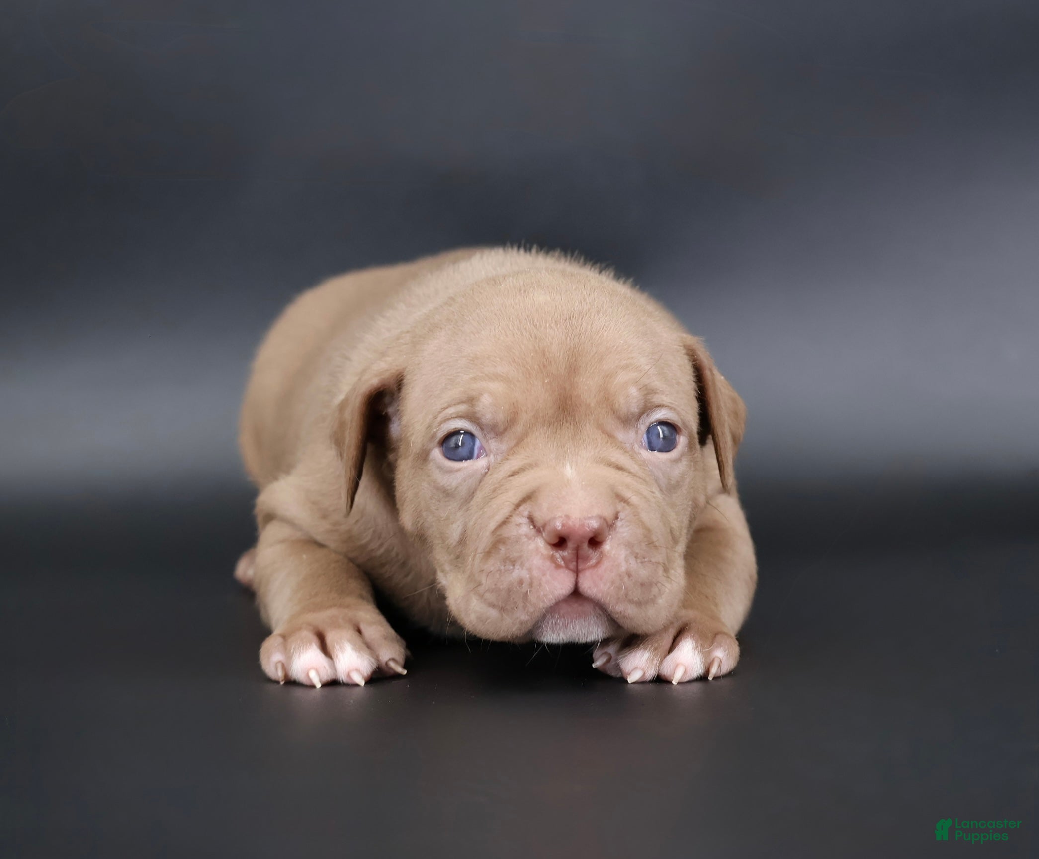 American Bully dogs Grace - Ad 23
