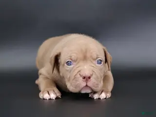 American Bully dogs Grace - Ad 36