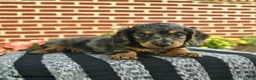 Miniature Dachshund dogs for sale: Flint  - Ad 4