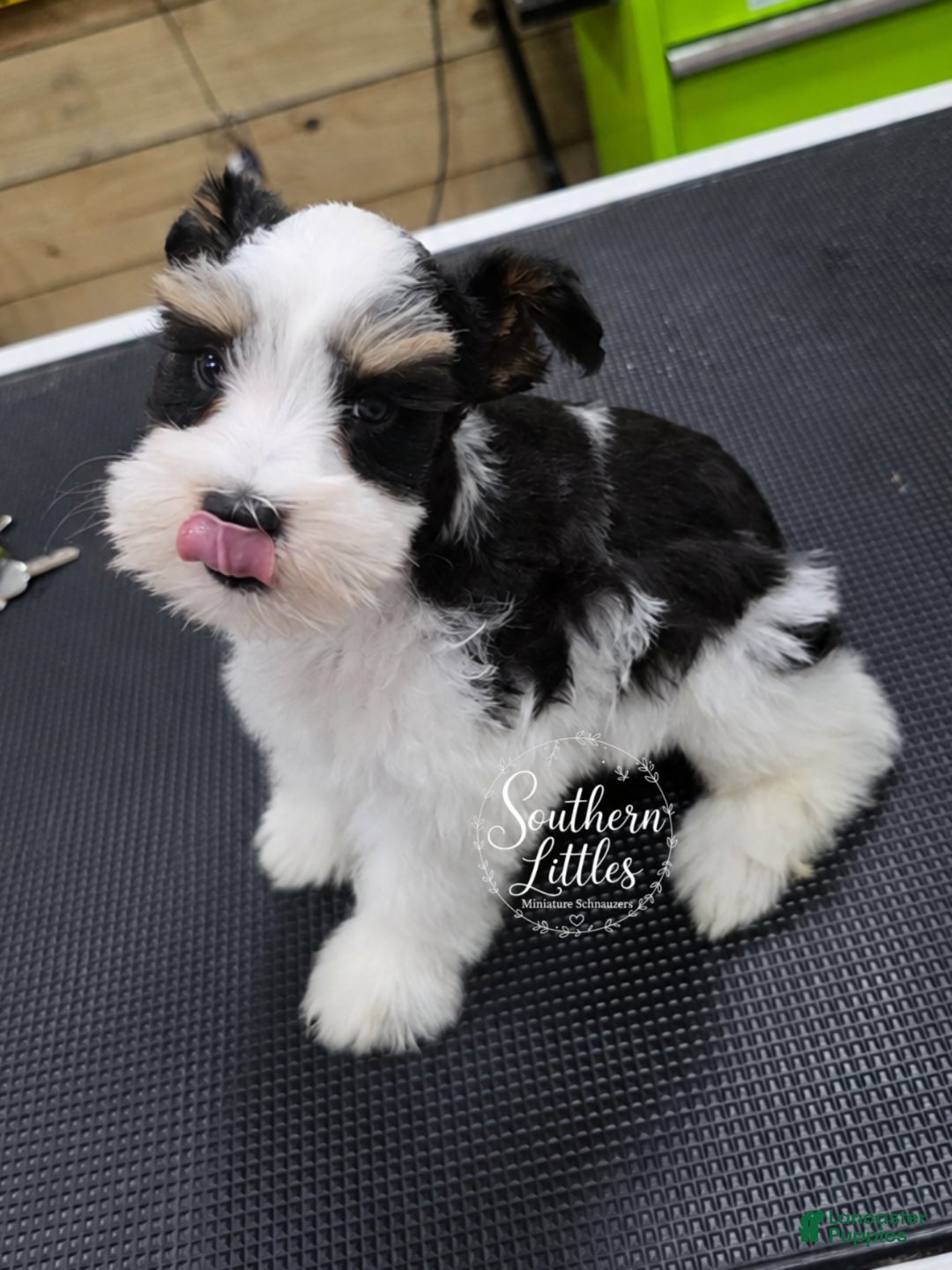 Miniature Schnauzer dogs Anna - Ad 1