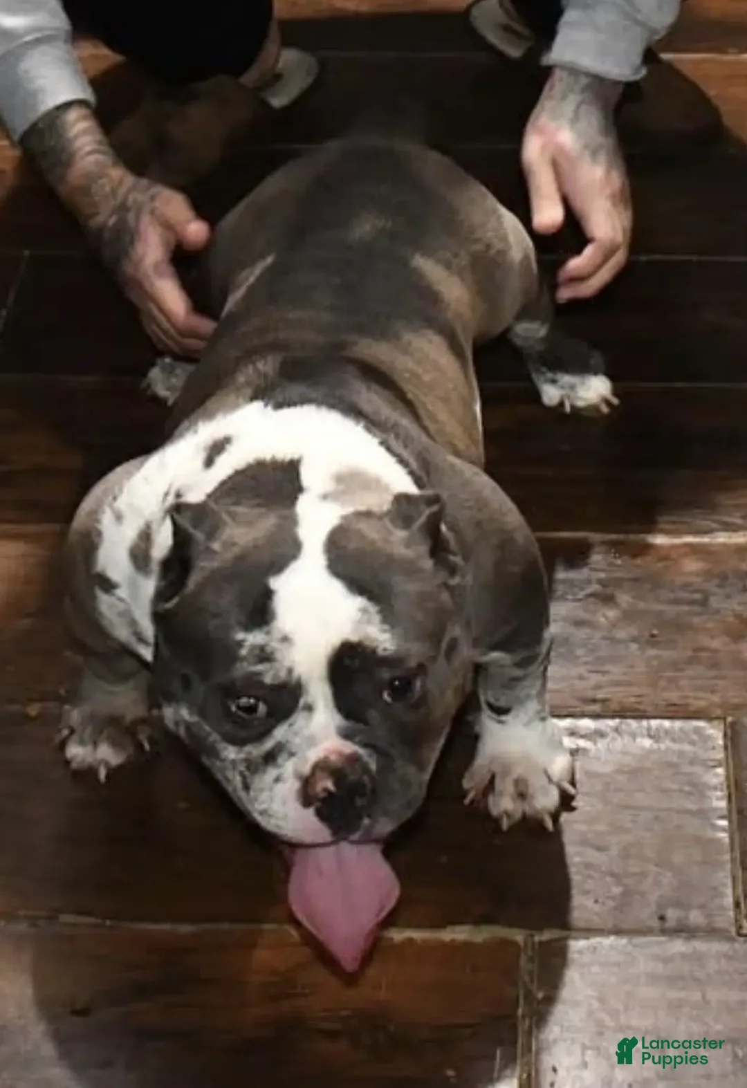 American Bully dogs for sale: Blacky - Ad 3