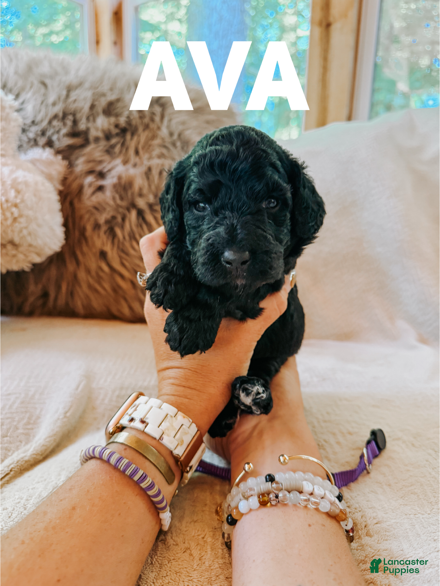 Goldendoodle dogs Ava - Ad 22