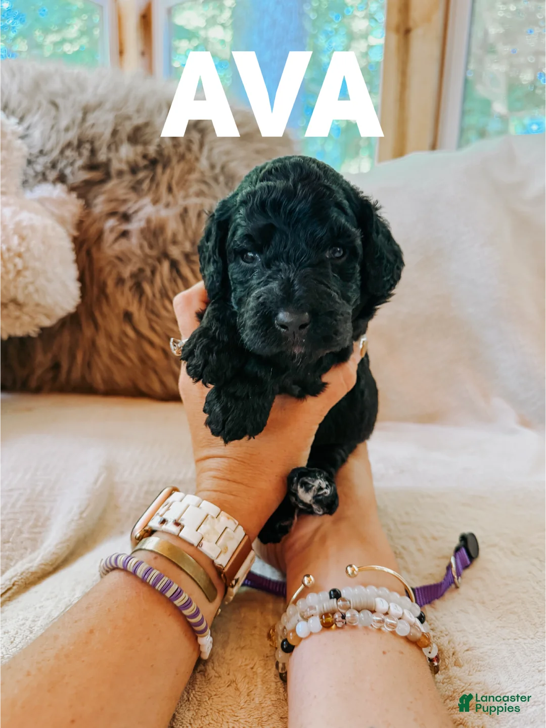 Goldendoodle dogs for sale: Ava - Ad 1