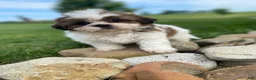Shih Tzu dogs for sale: Tammy - Ad 8