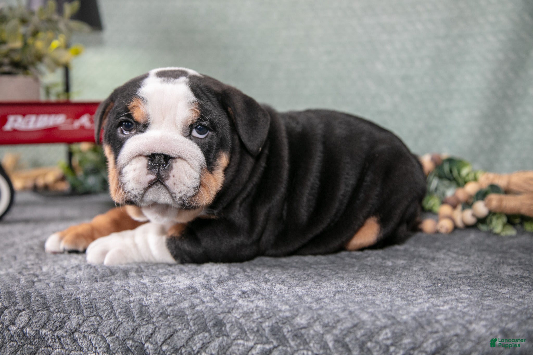 Mixed Breed dogs Sonny - Ad 2