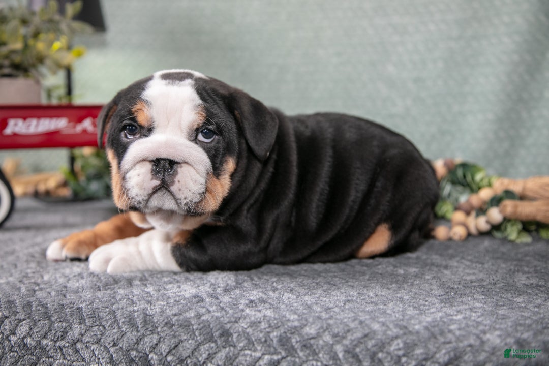 Mixed Breed dogs for sale: Sonny - Ad 2