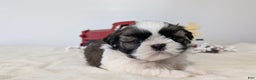 Shih Tzu dogs for sale: Tyson - Ad 5