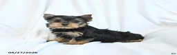 Yorkshire Terrier dogs for sale: Jojo - Ad 3