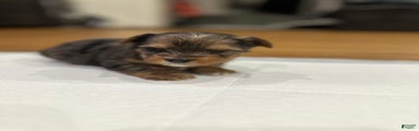 Yorkshire Terrier Puppy 5
