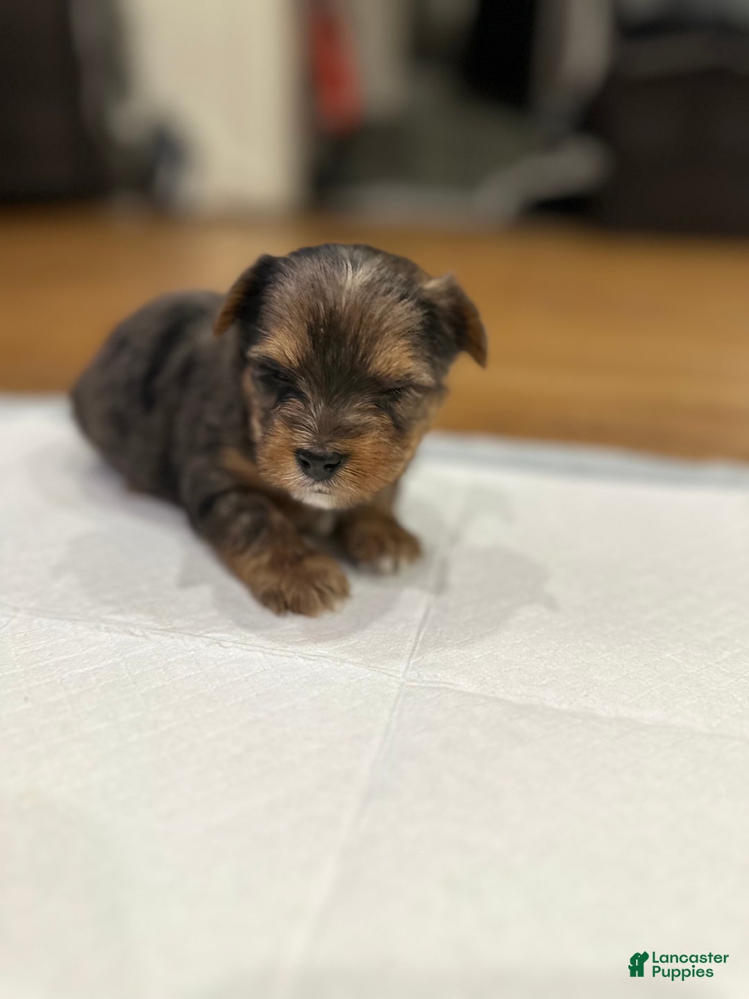 Yorkshire Terrier dogs for sale: Yorkshire Terrier Puppy 5 - Ad 1