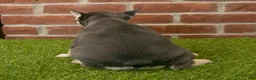 French Bulldog dogs for sale: Mandy - Ad 6