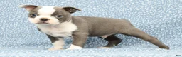 Boston Terrier dogs for sale: Buster - Ad 4