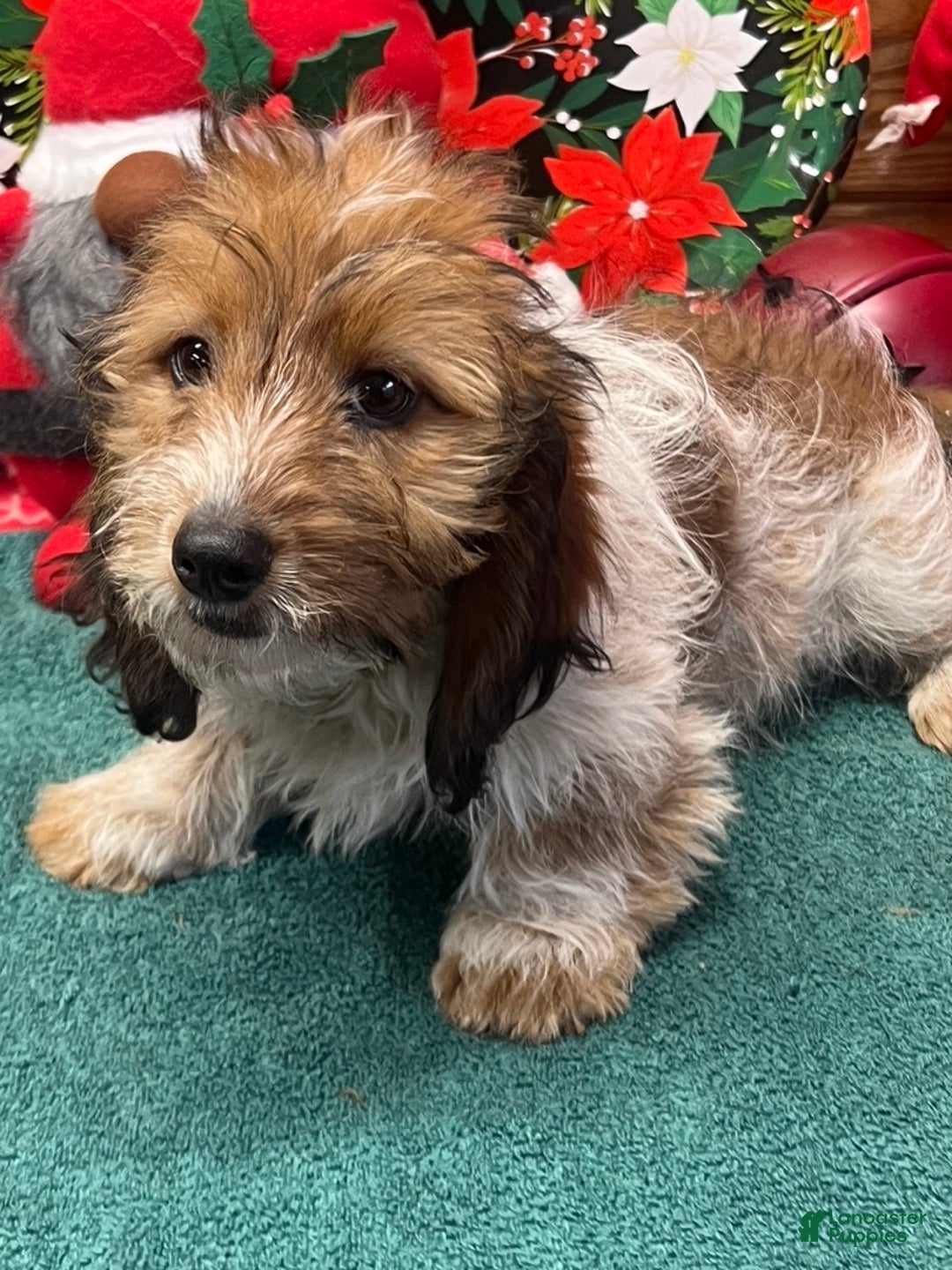 Dachshund dogs for sale: Charlie - Ad 2