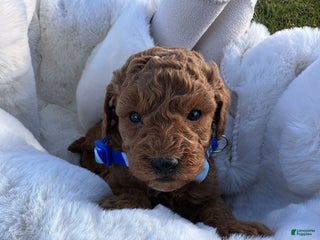 Toy Poodle dogs Blake - Ad 42