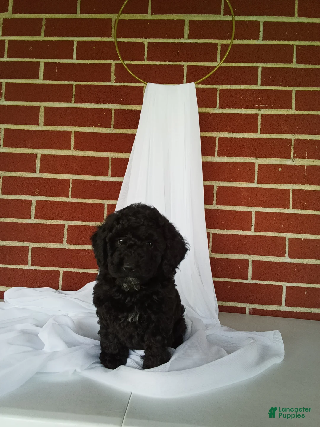 Yorkiepoo dogs for sale: 🐾 Meet Tulip – Beautiful F1B Yorkiepoo Puppy! 🐾 - Ad 2