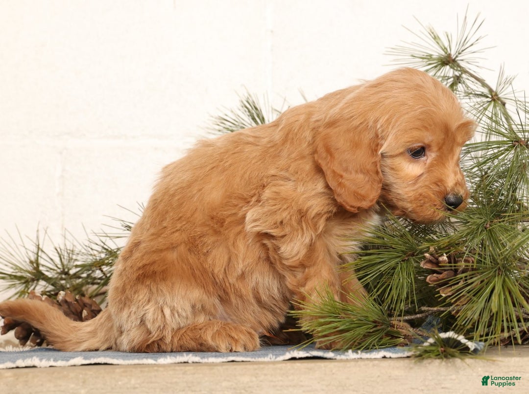 Mini Goldendoodle dogs for sale: Murphy - Ad 7