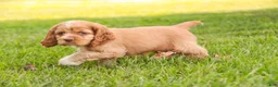 Cocker Spaniel dogs for sale: Alexa Cocker Spaniel  - Ad 5