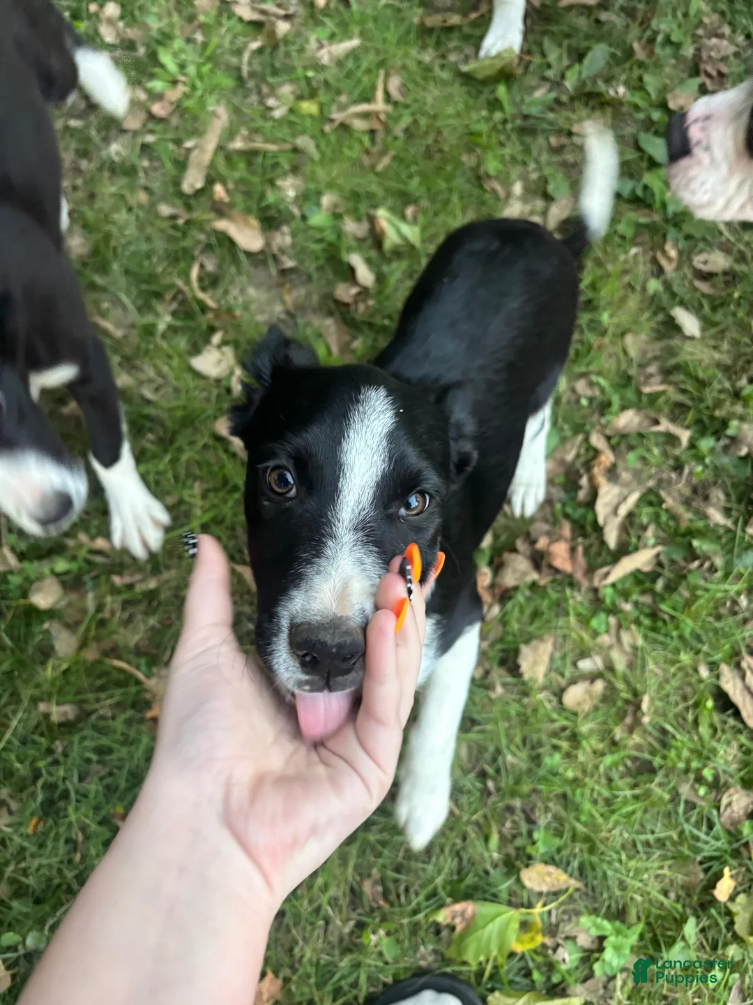 Australian Shepherd dogs for sale: Banjo - Ad 2