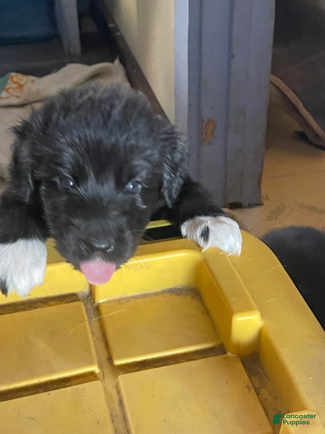 Gallery Image {{count}}