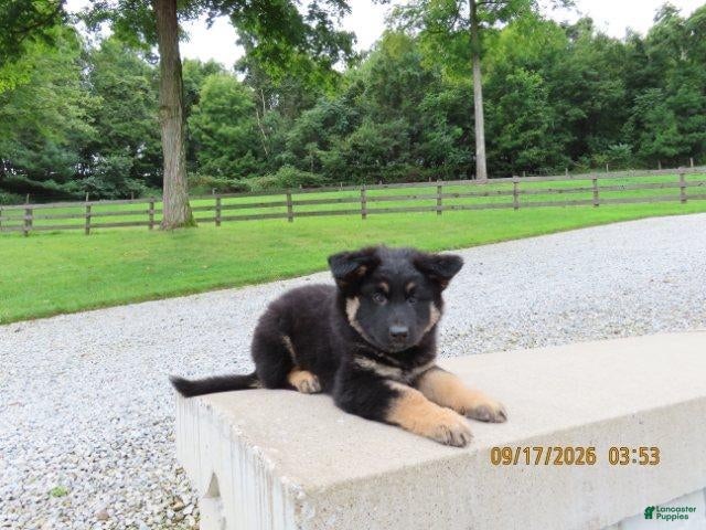 German Shepherd dogs Denver - Ad 2