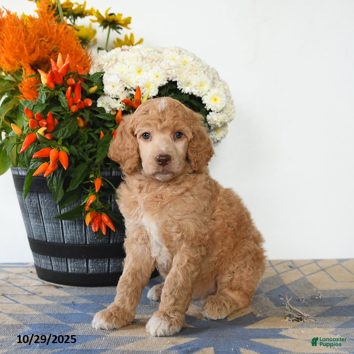 Standard Poodle dogs Tessa - Ad 17
