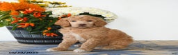 Standard Poodle dogs for sale: Tessa - Ad 1