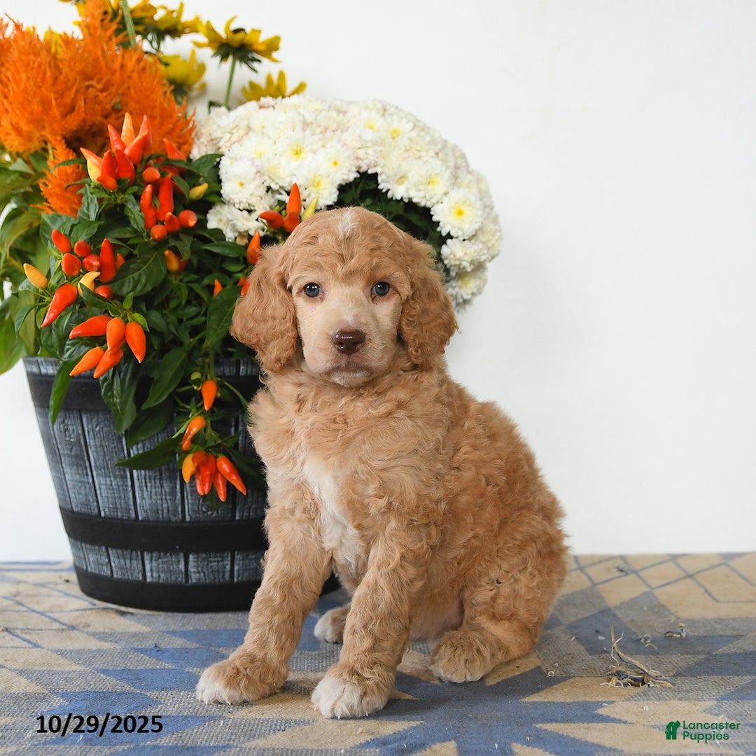 Standard Poodle dogs for sale: Tessa - Ad 1