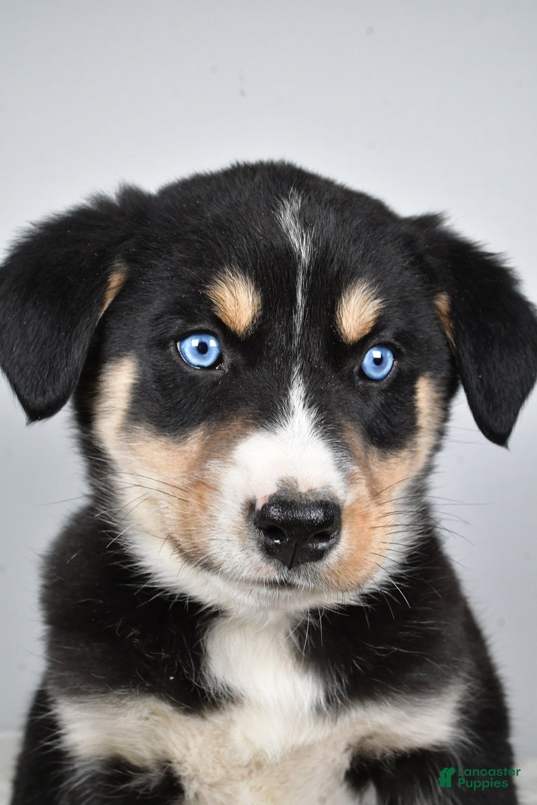 Mixed Breed dogs for sale: Bo - Ad 7