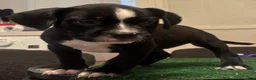 American Bully dogs for sale: American Bully 2 - Ad 2